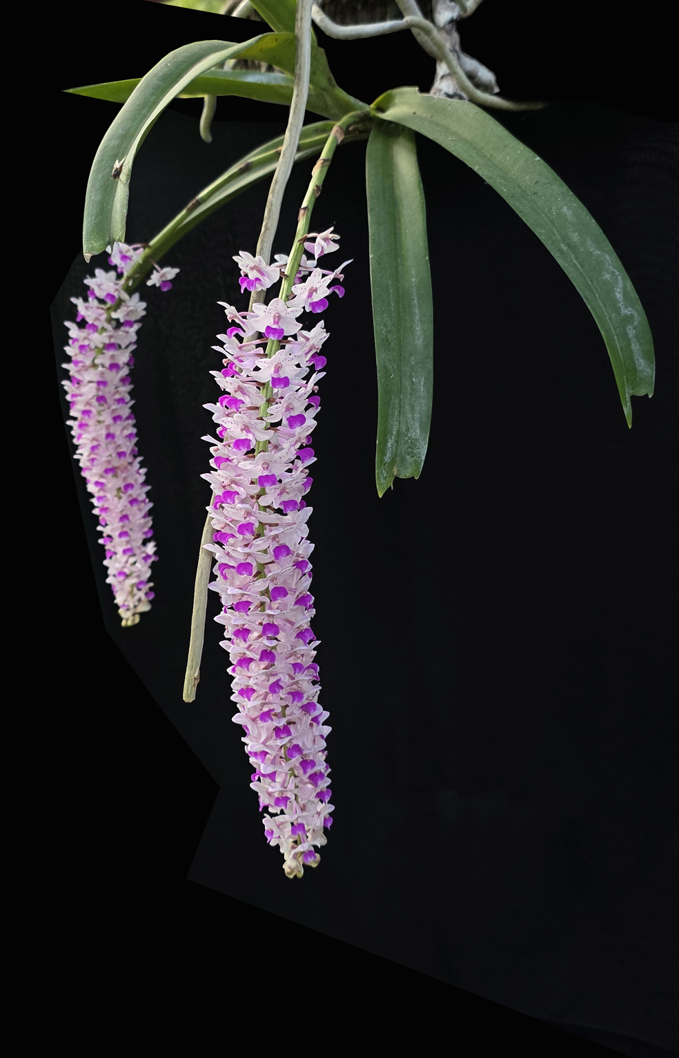 <i>Rhynchostylis retusa</i> (L.) Blume